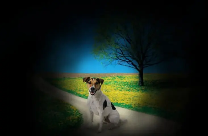 A Jack Russell terrier sits on a country path, clearly visible in the centre, while the surrounding field, tree and sky fade into darkness — simulating the narrowed field of vision caused by glaucoma.